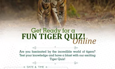 Get Ready for a Fun Tiger Quiz! 